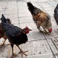 مرغ و خروس