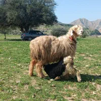 دوتا میش و برع داشتی