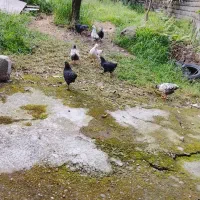 جوجه محلی فروشی