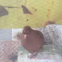 یک عدد کفتر راعبی