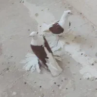 کبوتر ملایر