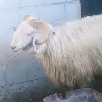 شیشک قوچ کهوسوز