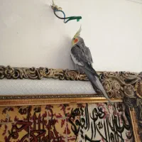 عروس هلندی