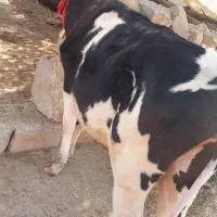 گاو