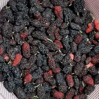 توت سیاه درشت تازه عمده