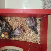 جوجه عروس هلندی