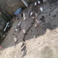 کبوتر