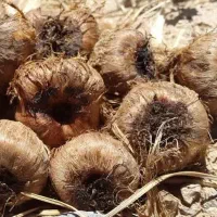 فروش پیاز زعفران