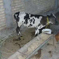 نره گاو
