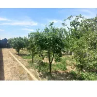 باغچه-400متری-در-ملارد-اسفندآباد