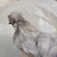 تخم‌ابریشمی