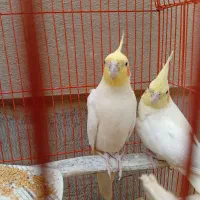 دو عروس هلندی سالم و سرحال