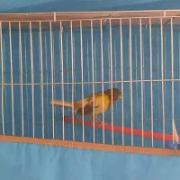 قناری نر ابلغ
