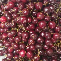 گیلاس تکدانه