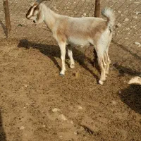 کهره تیشتر پازن