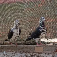 کبوتر کشکی سیاه ماده
