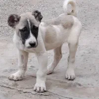 توله‌سرابی‌ماده