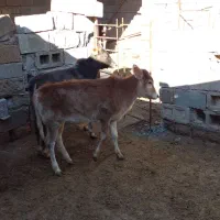 فروش دو گوساله نر