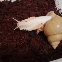 واگذاری حلزون فقط ۱۰۰تومن