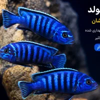 ۳ عدد دماسونی مولد، سالم و خوش‌رنگ