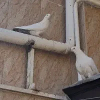 یک جفت کبوتر سفید کاشونی