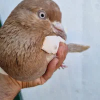 نر سینه زرد