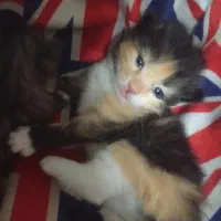 بچه گربه