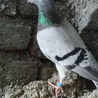 کبوتر