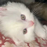 بچه گربه پرشین