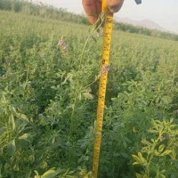 بذر یونجه