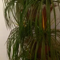 درختچه مصنوعی  خارجی درحد نو