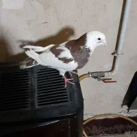 کبوتر ابلق
