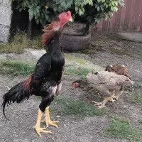 جوجه اوشامو آلمانی