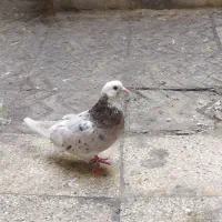 کفتر جفت نر