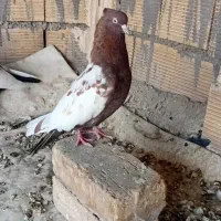 کبوتر سینه ای