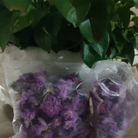 گل محمدی تازه و خوش عطر