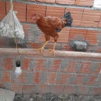 مرغ وخروس