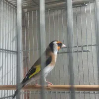 سهره دهندار استاد سبک لر خوان