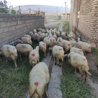 میش و بره