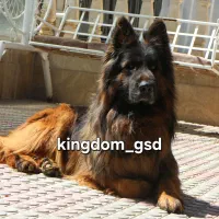 ژرمن نر جهت ج ف ت