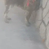 توله لاس