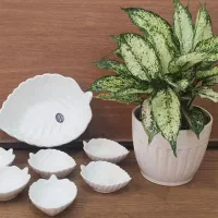 ظروف سرامیکی و چینی خانگی