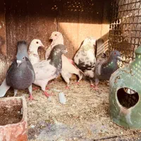 کفتر فروشی به شرط