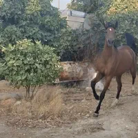 اسب|اسب و تجهیزات اسبسواری|بهبهان, |دیوار