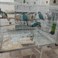 فروش گرینچیک