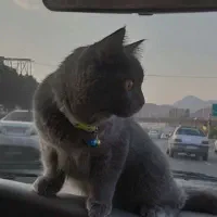 واگذاری گربه برتیش ۷ ماهه