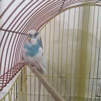 مرغ عشق نر