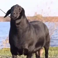 گوسفند زنده قزل افشار .سنگسر. دشت مغانی درمحل