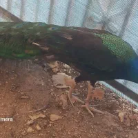 طاووس مصری