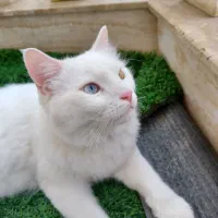 گربه پرشین